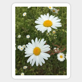 The Daisy Chain - A childhood memory sitting in the sun and making jewellery! Sticker